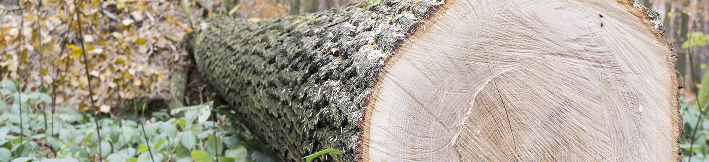 unmuessig-timber-header-produkte-rundholz-weitere-holzarten.jpg